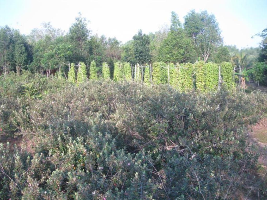 Pepper Farm Phu Quoc Bungalow 外观 照片