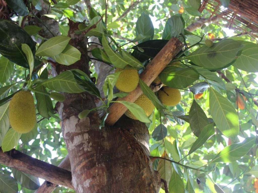 Pepper Farm Phu Quoc Bungalow 外观 照片