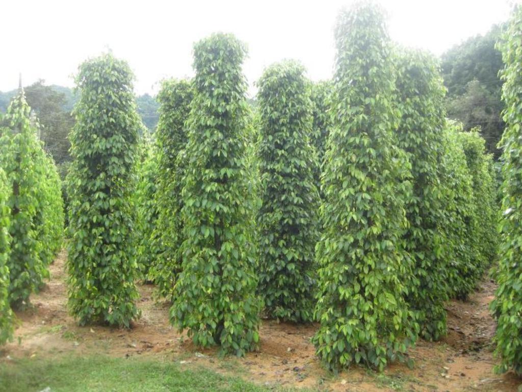 Pepper Farm Phu Quoc Bungalow 外观 照片